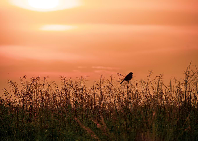 Bird