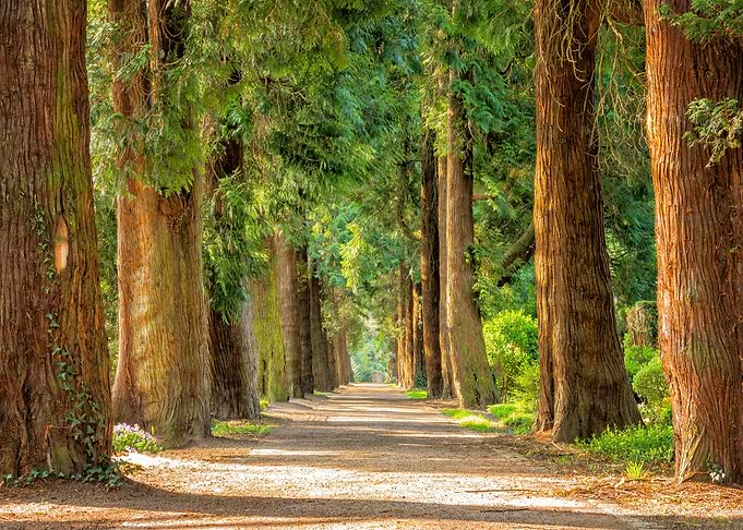 Nature Trees Park Woods