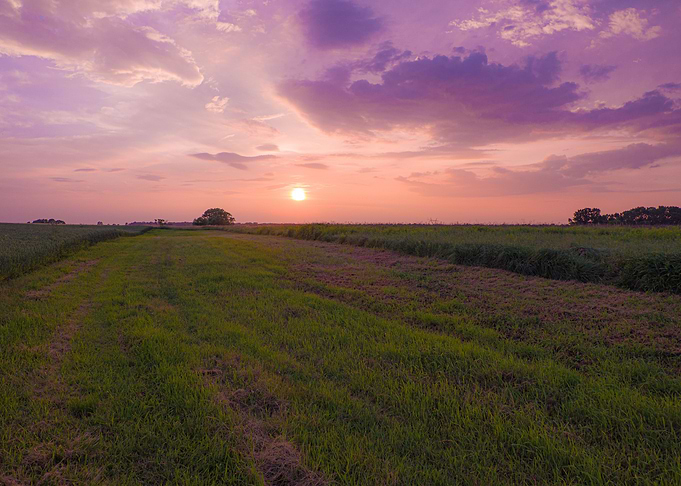 Field