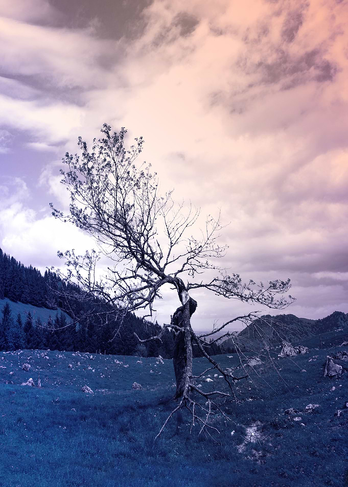 Spiritual Tree Yggdrasil