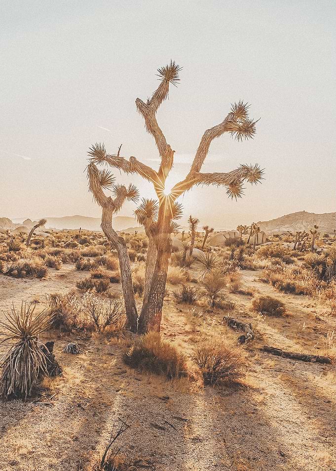 Desert Plant