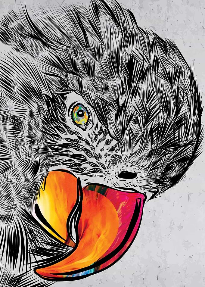 Macaw Parrot Sketch Art