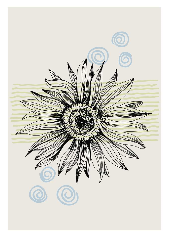 Grey Sunflower