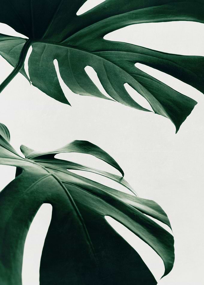 Monstera Natural 12