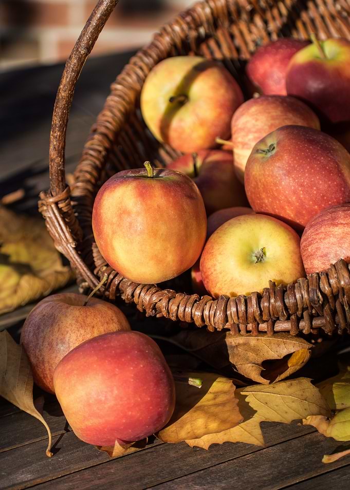 apple picking