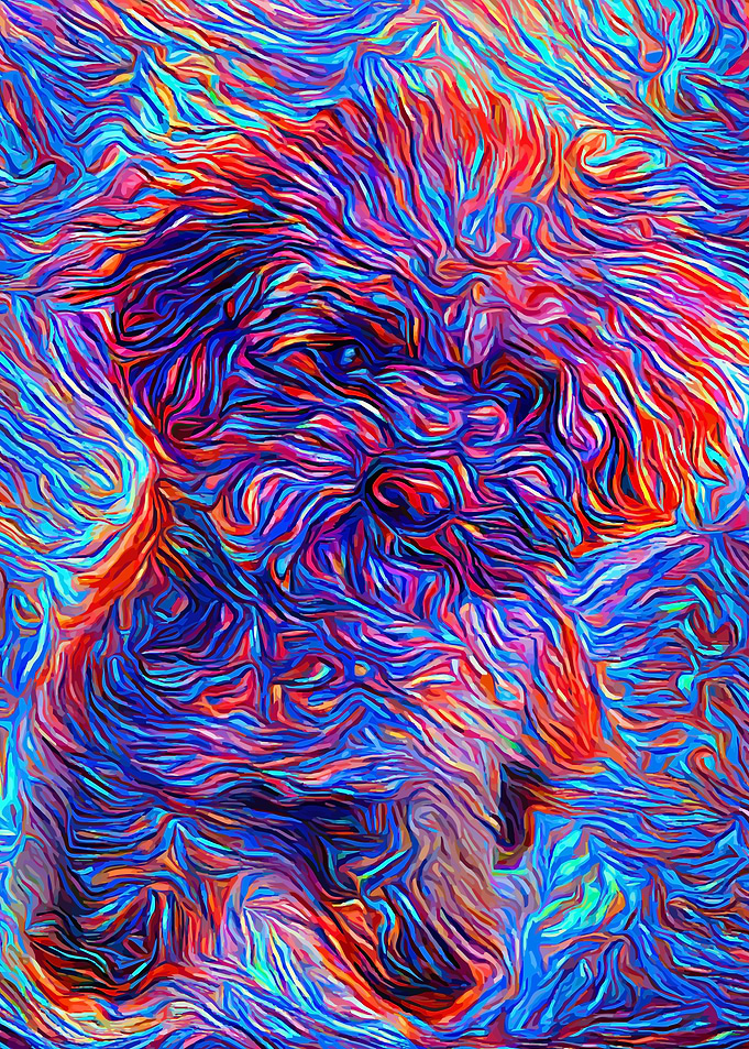 Toy Poodle Fantasy