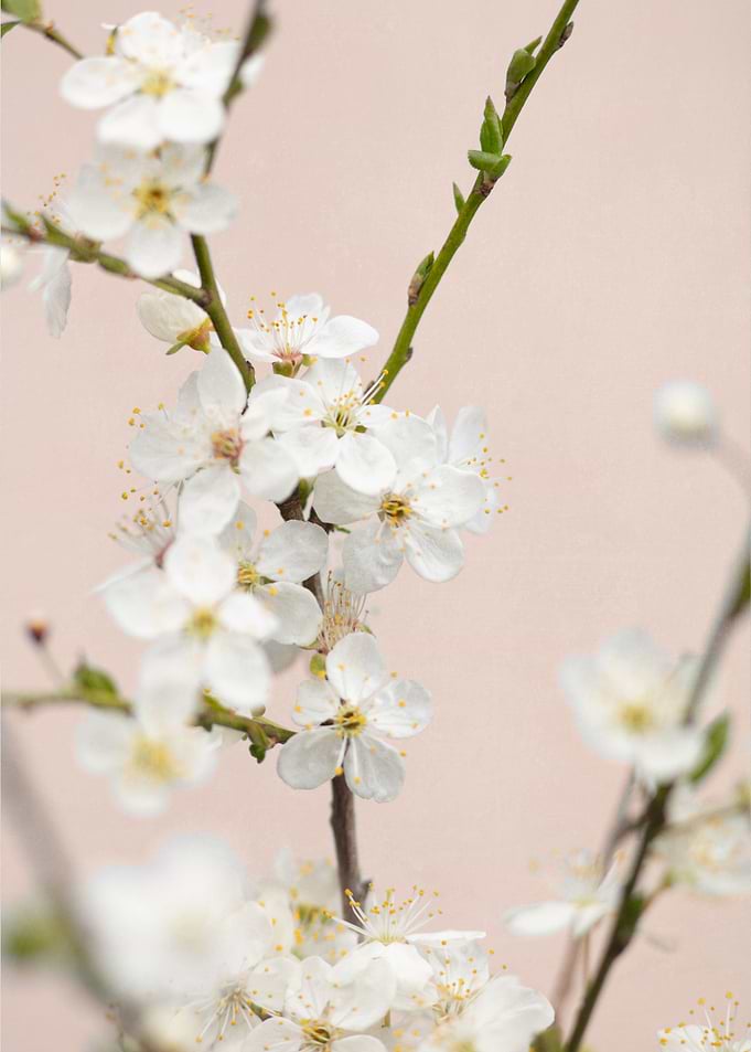 Cherry tree flowers