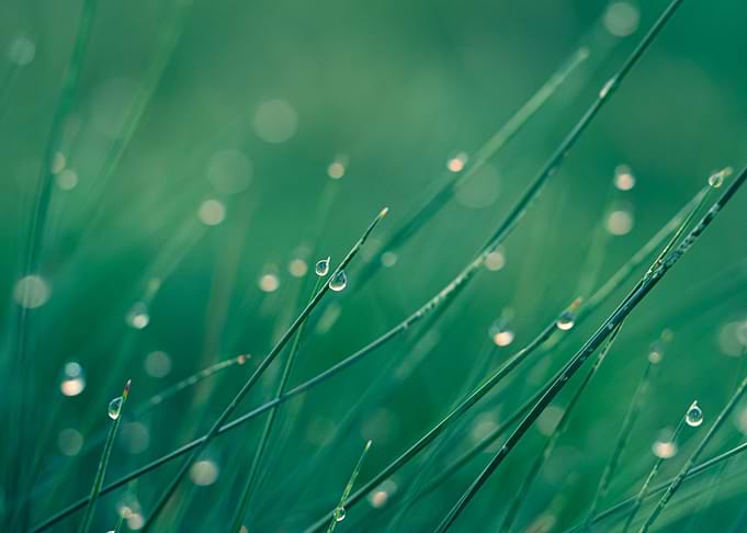 Wet grass
