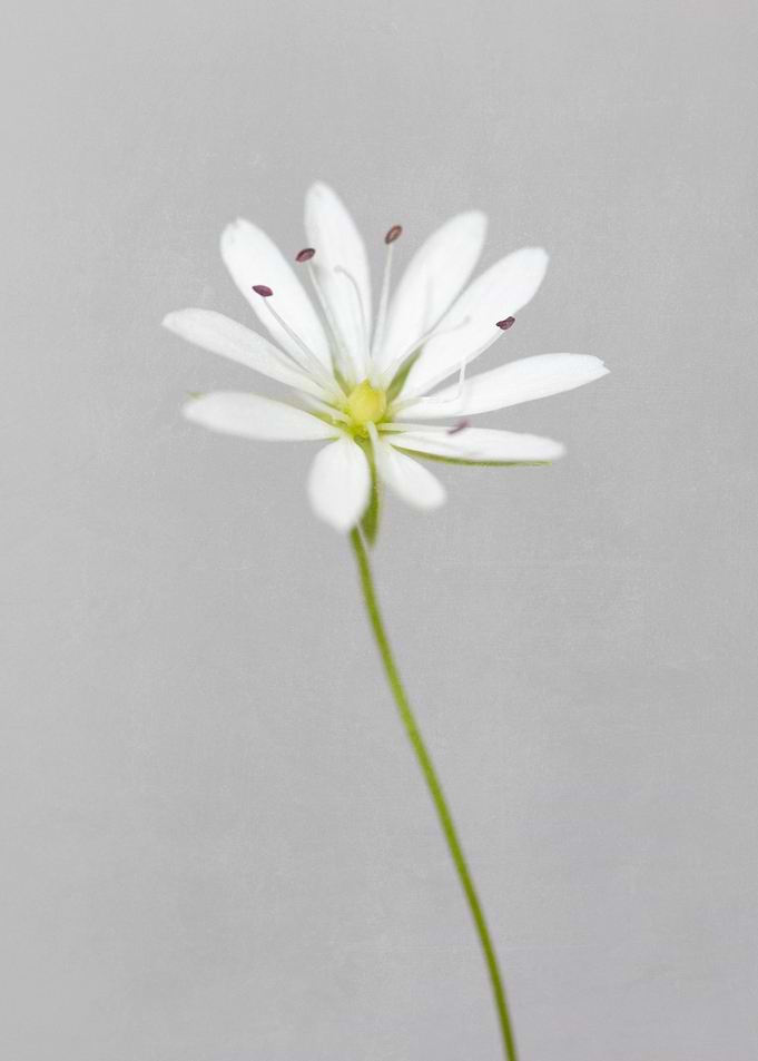 Small white flower
