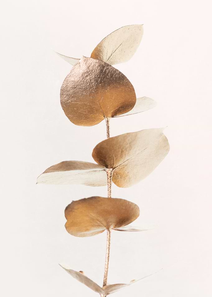 Eucalyptus Gold