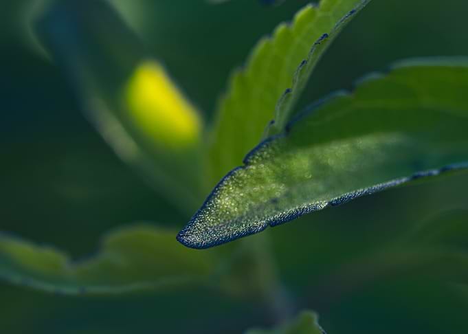 Leaves