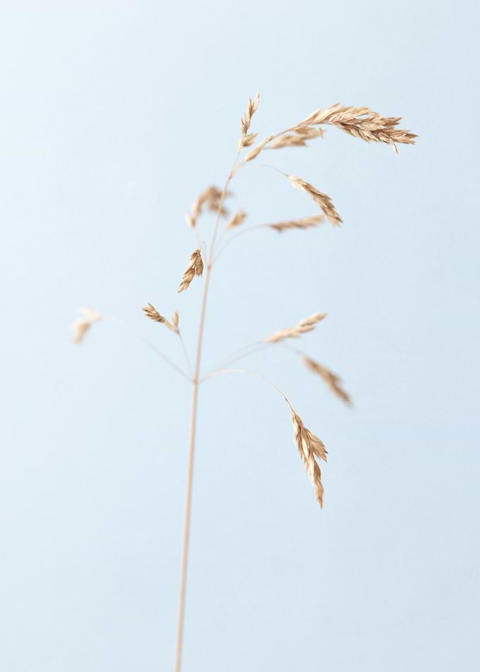 Dried single grass straw