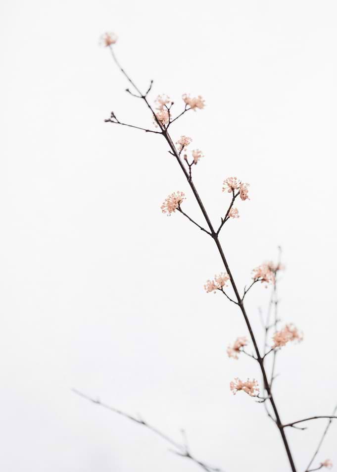 Twig with small flowers
