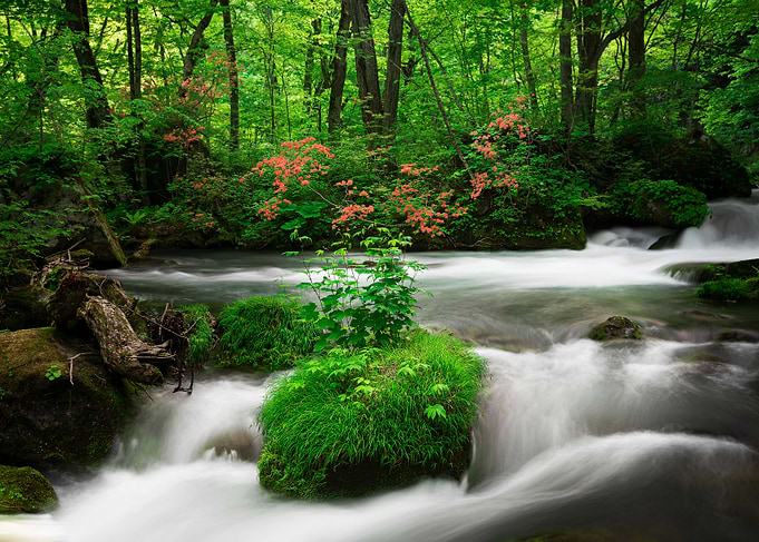 Spring green Oirase Creek