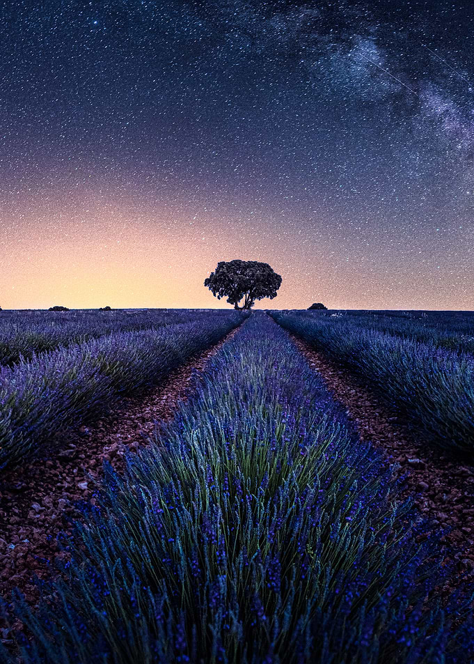 Lavender fields