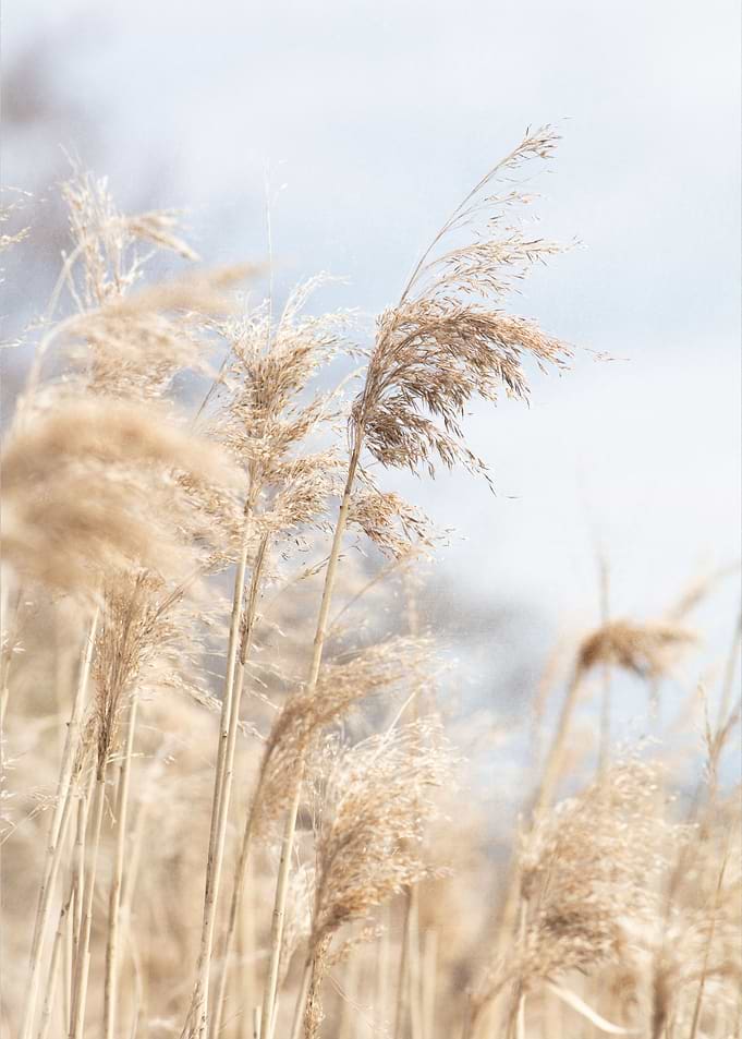 Grass Reed and sky