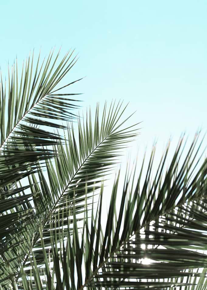 Palm leaves and sky