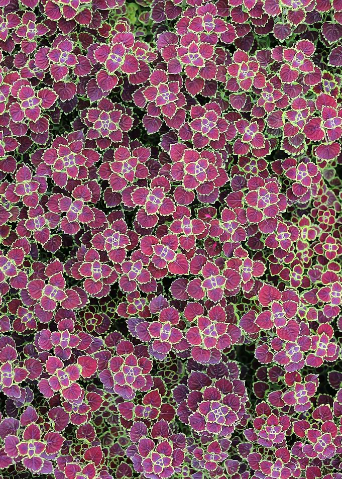 Pink Leaves