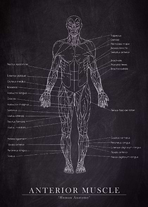 Anterior Muscle