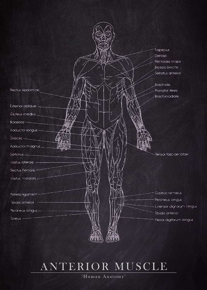 Anterior Muscle