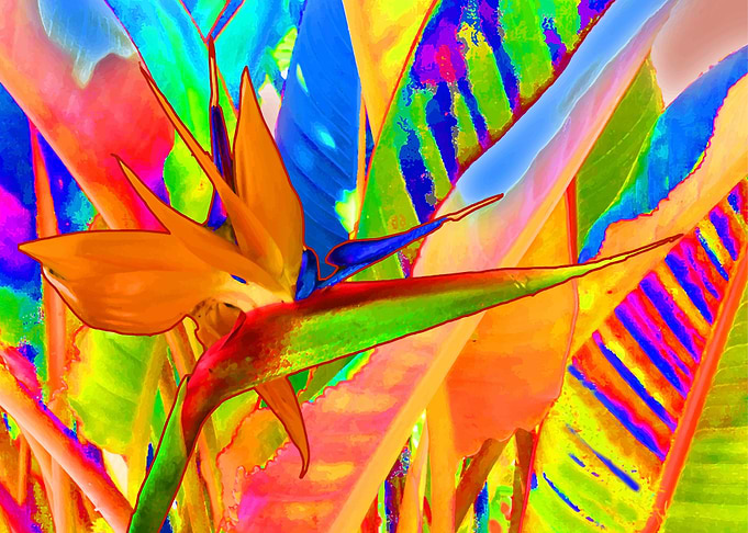 Bird of Paradise Flower 3