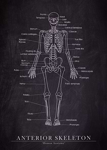 Anterior Skeleton