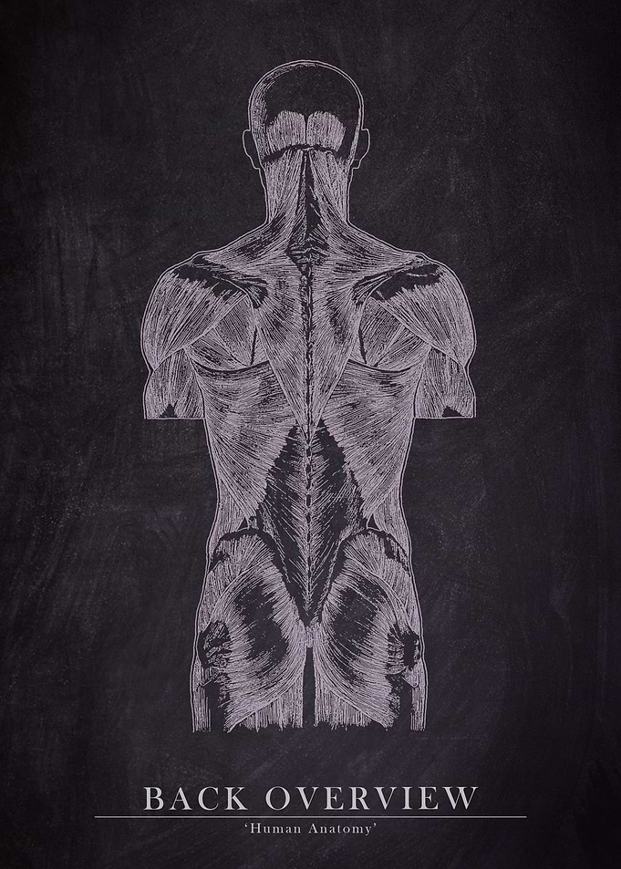 Back Muscle