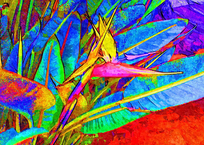 Bird of Paradise Flower 2