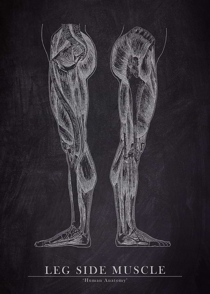 Leg Side Muscle