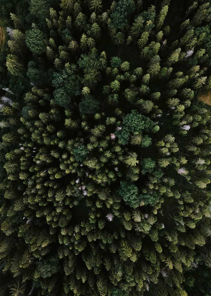 Green Cuckolds