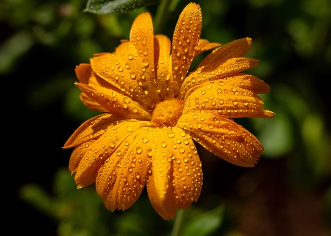 Relief Flower
