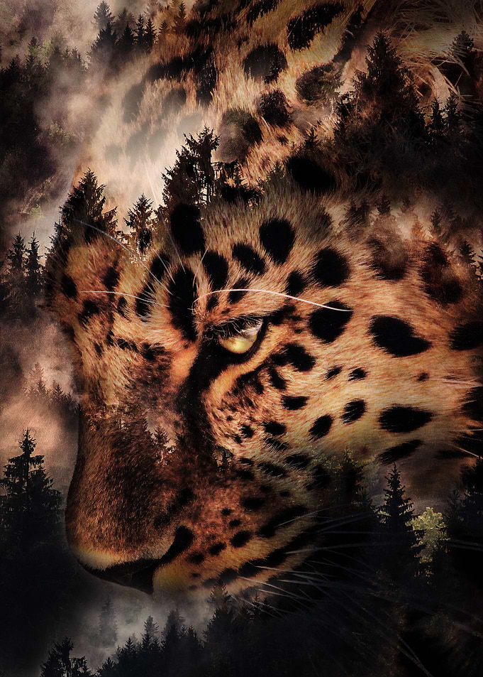 Forest Leopard