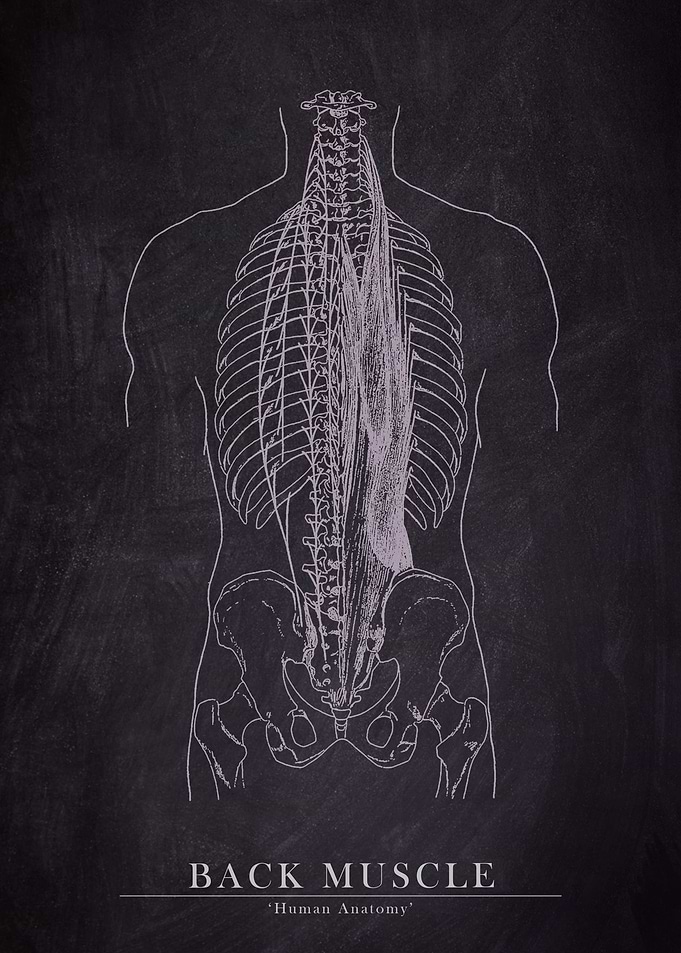 Back Muscle