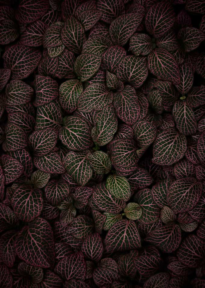 Red Leaves