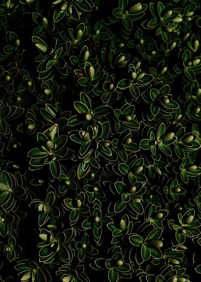 Succulents