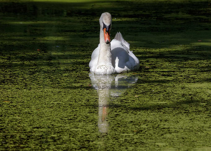 The white swan