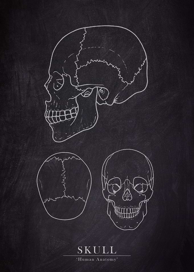 Skull