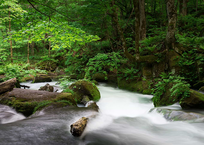 Spring green Oirase Creek
