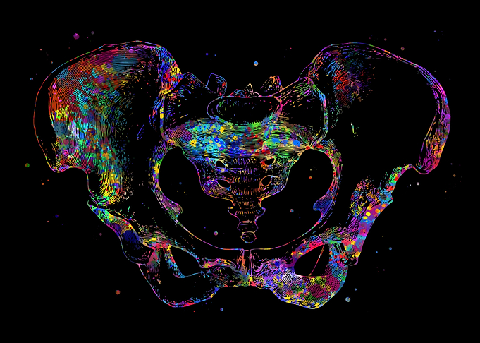 Pelvis Anatomy