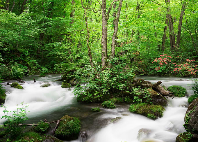 Spring green Oirase Creek