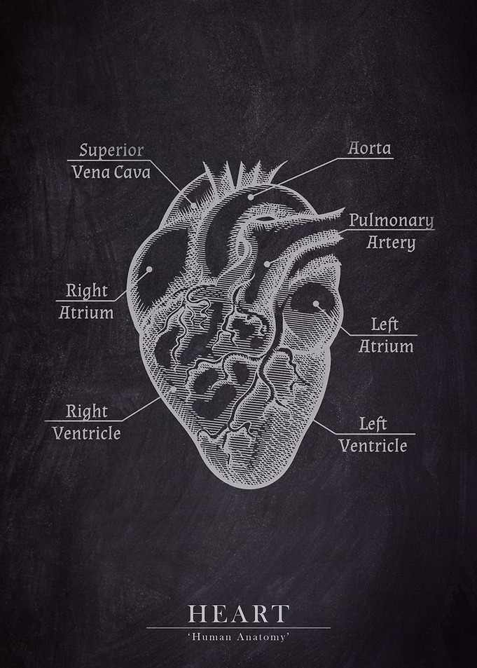 Human Heart Anatomy