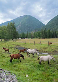 The horses