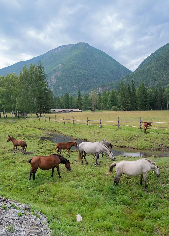 The horses