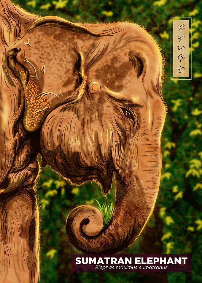 Sumatran Elephant