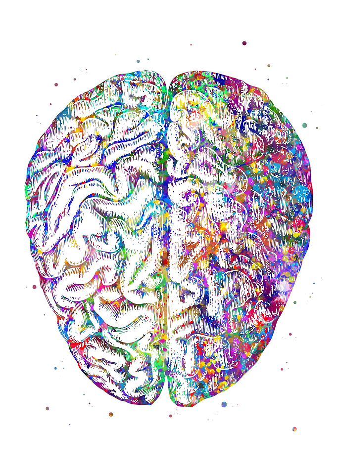 Brain Anatomy