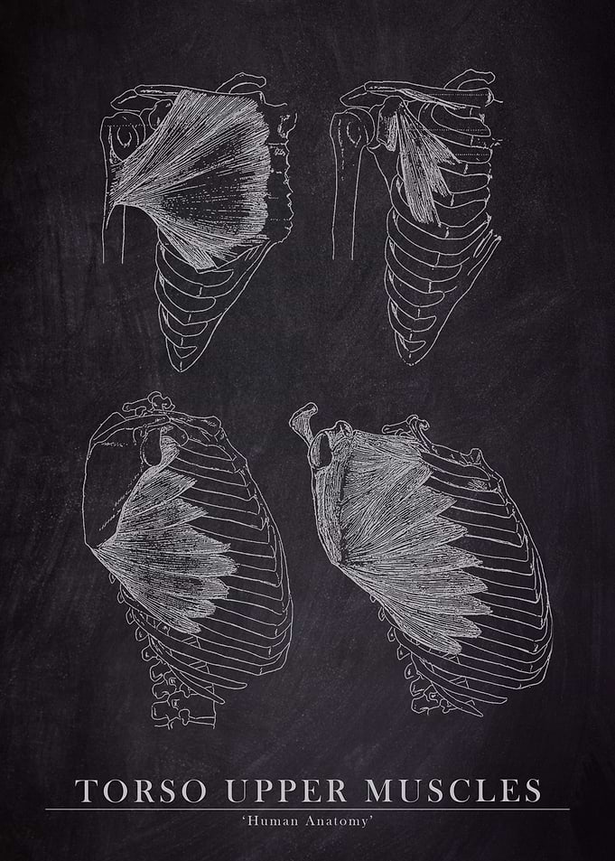 Torso Upper Muscle Anatomy
