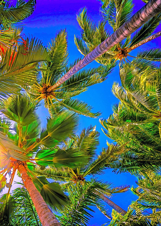 Bright Palm Trees