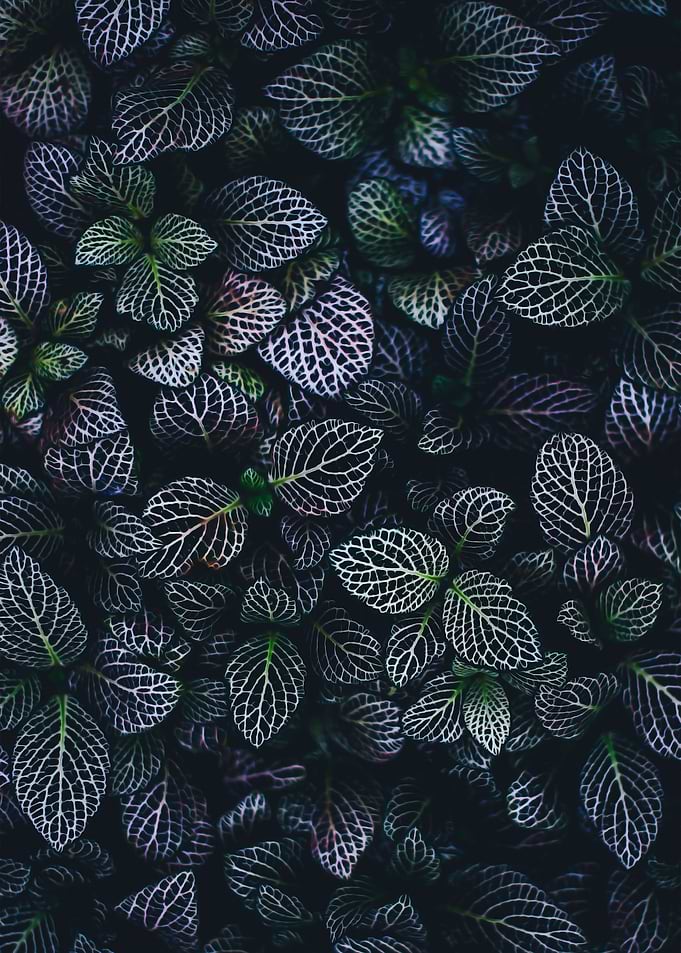 Green Purple