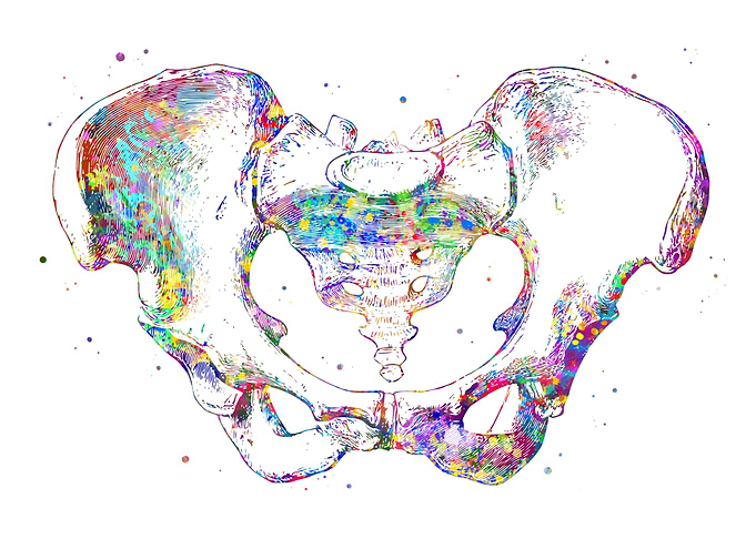 Pelvis