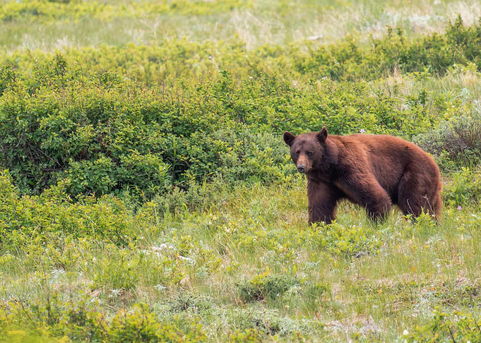 Grizzly Bear in Montana